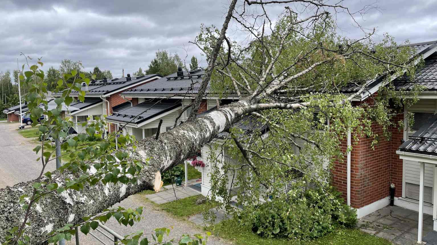 Буря вырывает ели из земли вместе с корнями, березы обычно ломаются –  фотографии пронесшегося над Финляндией шторма | Yle