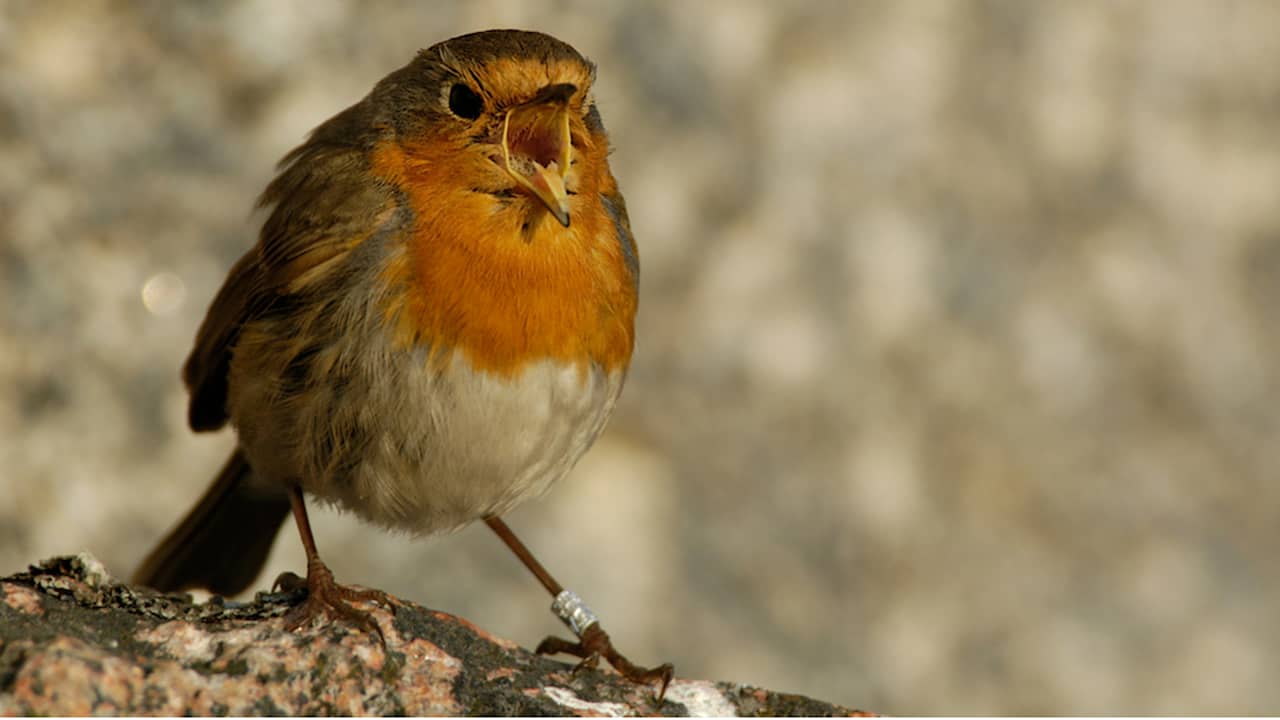 Miten opin lintujen ääniä? | Juha Laaksosen luontoretki | Yle Areena –  podcastit