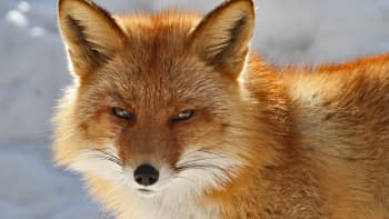 Metsäradio.: Pihapiirin nisäkkäät
