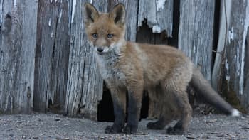 Luonto-Suomi.: Nisäkkäiden kevät