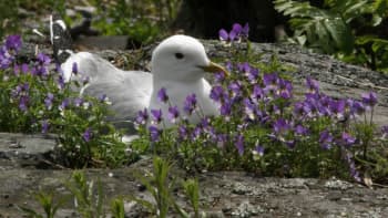 Luonto-Suomi.: Luonto herää kevääseen. Osa 2