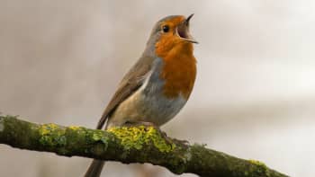 Rentoudu linnunlaulukonsertissa - tunti keväistä linnunlaulua Irlannin maaseudulta