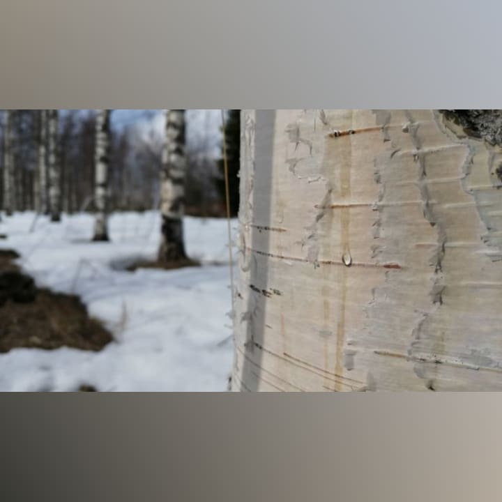 Koivun Mahlassa On Potentiaalia Myos Bisnekseen Maailmalla On Trendia Puhtaille Tuotteille Audio Areena