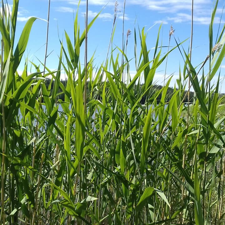 Vass i stället för torv, intressant forskning pågår vid våra kuster ...