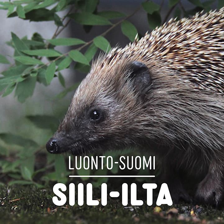 Siili-ilta | Luonto-Suomi | Yle Areena – podcastit