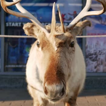 Lapplands natur fortsätter locka turister från hela världen
