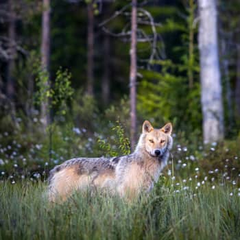 Sutta voi sietää - miten suojelemme pelkoakin herättävää petoamme?