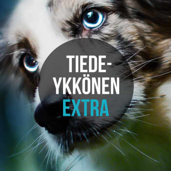 Miten koiran mieli eroaa suden mielestä?
