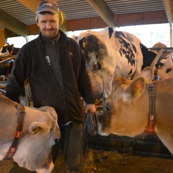 Västnyländska kött- och mjölkproducenter om att minska miljöpåverkan, köttkonsumtion och alternativ till animaliska produkter