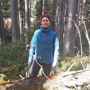 Uhanalaisia kääpiä istutetaan puihin