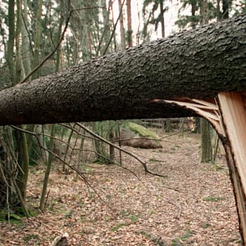 Syysmyrskyt muovaavat metsää ja luontoa