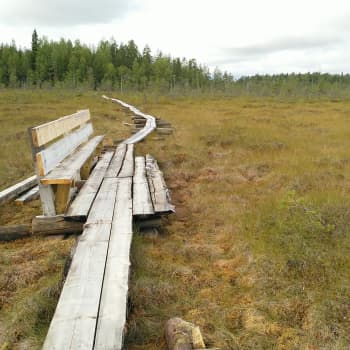 Talkoilla uudet pitkospuut Kopsannevan lintutornille Toholammilla