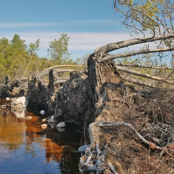 Myrskytuuli rullasi järven rantaa