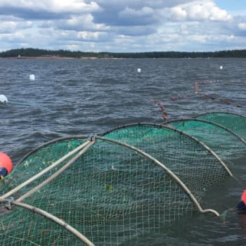 Kokki, kalastaja ja toimittaja lähti lohikaudella kokemaan rysiä Loviisan ulkosaaristoon. Miten kävi?