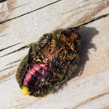 Vad är det för insekter i stearinet, bland rädisorna, på karmen och i äggen på gardinerna? 11.7.2019, del 2