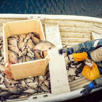 Från skräpfisk till superfisk - braxen fixar algblomningen