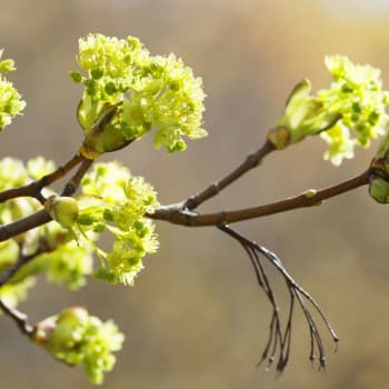 Lönnens näsproduktion, järpens struplager och harens morgontoalett, 30.5.2019, del 1