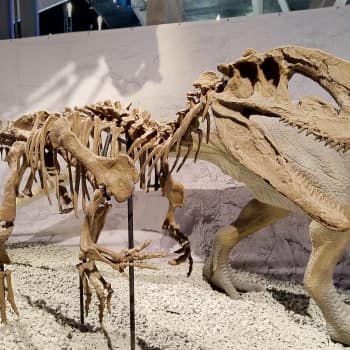 Luokkaretkisesonki on kuumimmillaan – dinosaurukset ja tiede kiinnostavat oppilaita