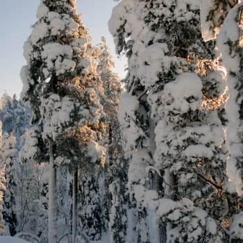 Metsähommia pakkasessa