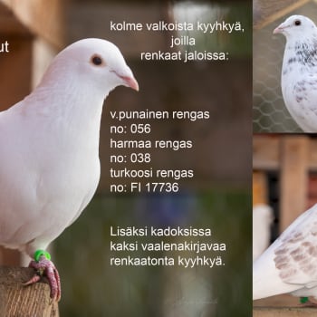 Urpo ja Nokisutari odottavat kavereita kotiin - kanahaukan hyökkäys pelästytti kyyhkyparven ja osa on vielä kadoksissa