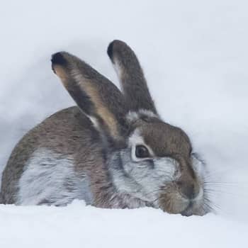 Kan harar vara brunvita i januari och kan måsar äta chilisås? 6.2.2019, del 1