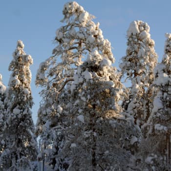 Ekologinen kompensaatio