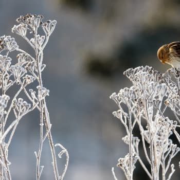 Talventörröttäjien kauneuden jäljillä.