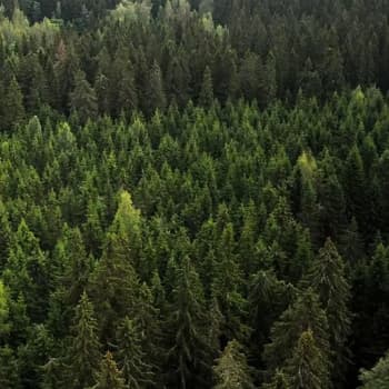 Metsävarat ja hiilinielu