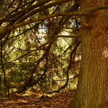 Metsän viisi vihreää veljestä: kuusi
