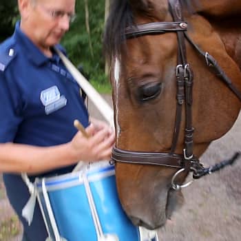 Onko hevosesi salaa poliisiratsu? Helsingin Ratsupoliisi tarjoaa töitä virkaintoiselle ruunalle