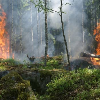 Miksi maastopaloja ei saada taltutettua?