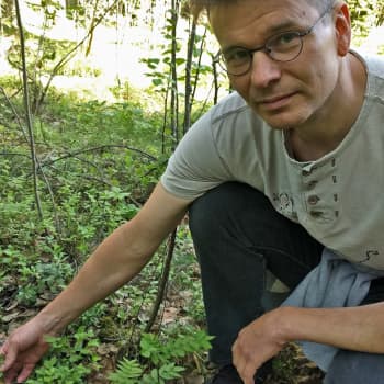 Millainen metsämarjasato on tulossa?