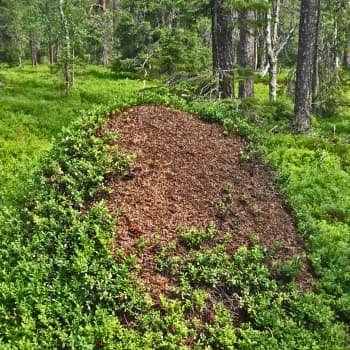 Luonto-Suomen muurahaisilta