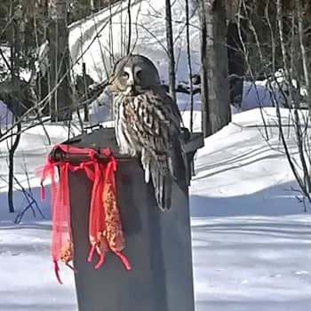 Roskapöntöllä päivystää pöllö