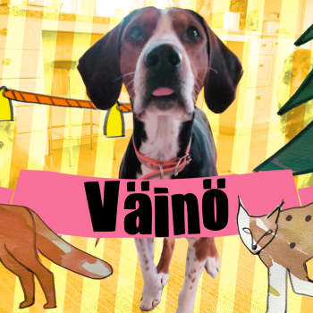 Kettukoira Väinö