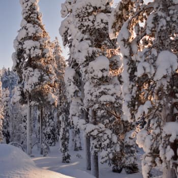 Metsäradio.: Maa- ja metsätalousministeri Jari Leppä Metsäradion vieraana
