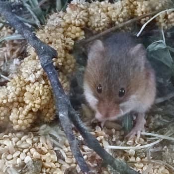 Metsäradio.: Vaivaishiiri on hiirien höyhensarjassa