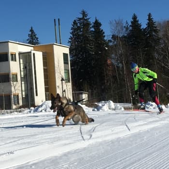 YLE Tampere: Koiraan köytetty hiihtäjä päästelee yli neljääkymppiä
