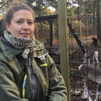 Metsäradio.: Metsäpeurojen siirto-operaatio onnistui