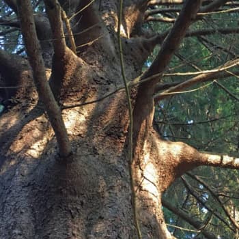 Metsäradio.: Värtsilän tissikuusi suojellaan