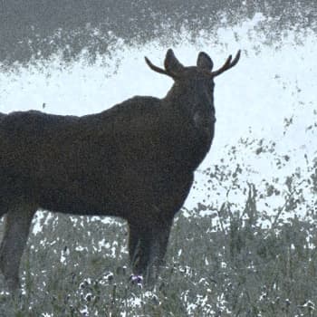 Metsäradio.: Hirvennahat kuoppaan vai hyötykäyttöön