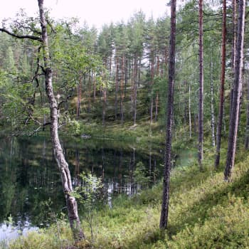 Radio Suomi Kuopio: Esittelyssä luontohelmet Lintharju ja Kirjosuo Suonenjoelta