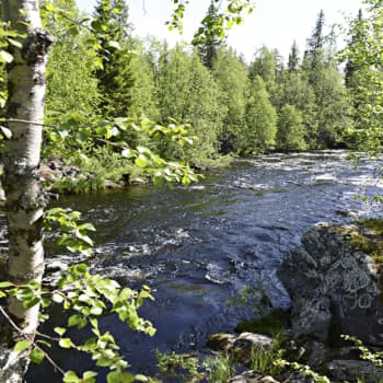 Kuvausmatkalla Tapani Niemi törmäsi vantaalaiseen perheeseen, joka viettää lähes vuosittain lomiaan Naruskajärven