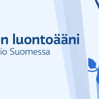 Viikon luontoääni: Tunturikihu