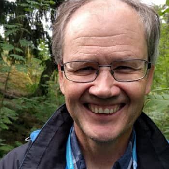 Metsäradio.: Koristepuiden taimien mukana voi tulla metsätuholaisia