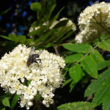 Metsäradio.: Pihlajien kukinnot tyrmäävät tuoksullaan