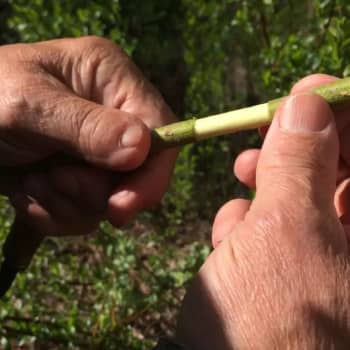 Metsäradio.: Pajupilli soi Pohjanmaalla