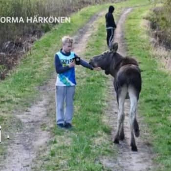 Metsäradio.: Kesy hirvi Lappeenrannassa