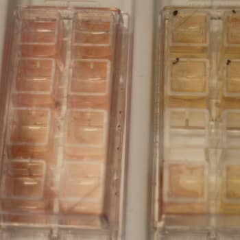 Tiedeykkönen: Syöpä viihtyy laboratoriossa, ja auttaa potilaita?