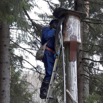Metsäradio.: Viirupöllöjen pöntöllä